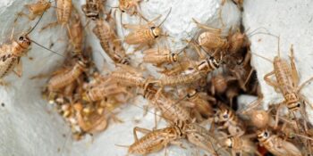 cricket infestation