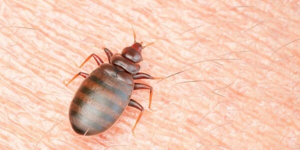 Bed bug on human skin