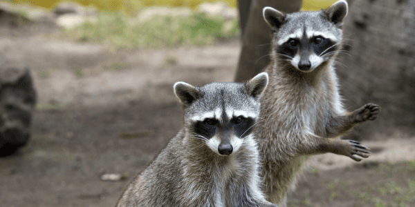 Two Raccoons