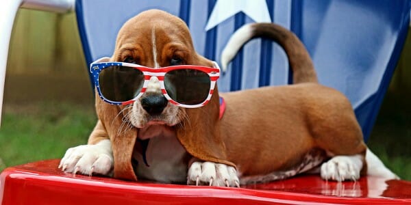 Dog in Fourth of July sunglasses