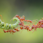 Ants creating a bridge