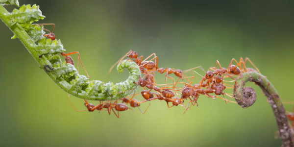 Ants creating a bridge