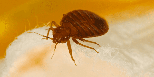 bed bug closeup