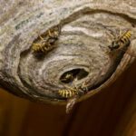 wasp nest in attic