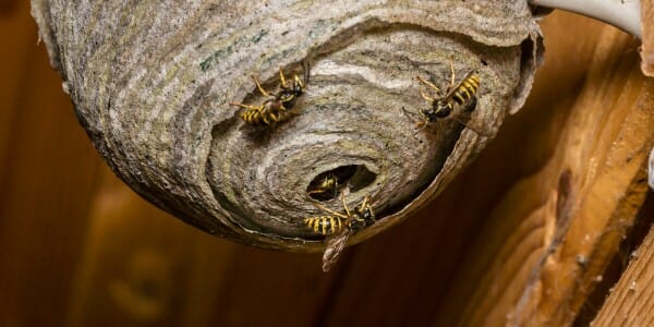 wasp nest in attic