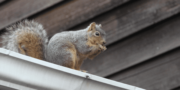 squirrel on roof