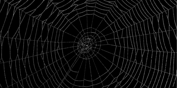 spider web