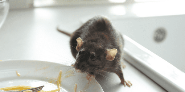 Rodent at a kitchen sink by a plate of food