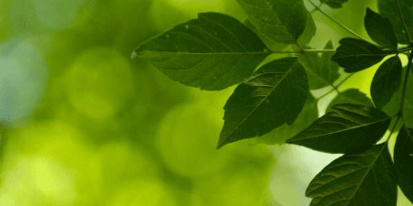 Green Tree Leaves