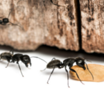 Carpenter ants up close