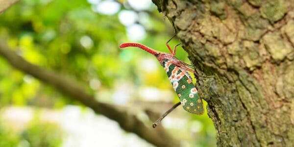 Lanternfly on tree