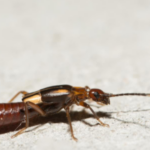 Earwig on the ground