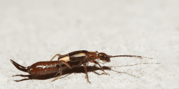 Earwig on the ground