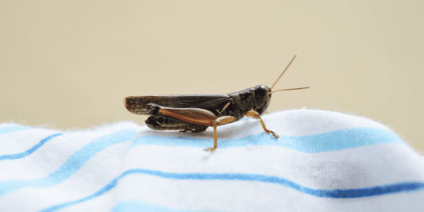 cricket in house on blanket