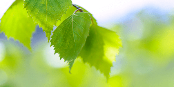 Green tree leaves in the light