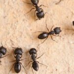 Group of carpenter ants on sand