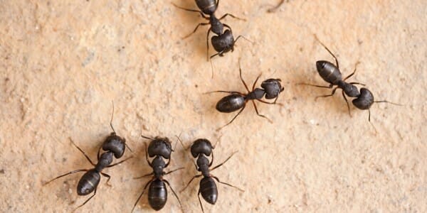 Group of carpenter ants on sand