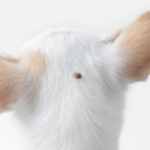 White dog facing away with a tick on the back of its head