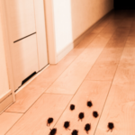 Group of cockroaches crawl in hallway