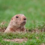 Groundhog poking its head out of the green grass