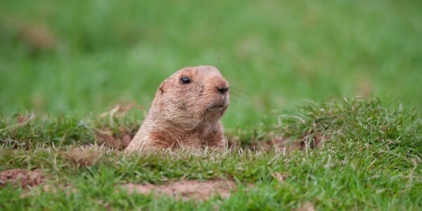 Groundhog poking its head out of the green grass