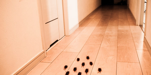 Group of cockroaches crawl in hallway