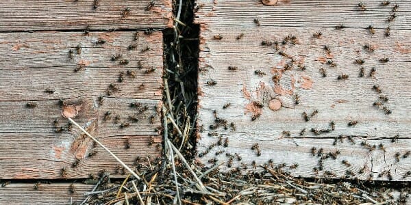 Ant infestation on wood