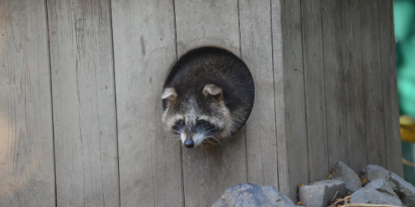 Raccoon hole