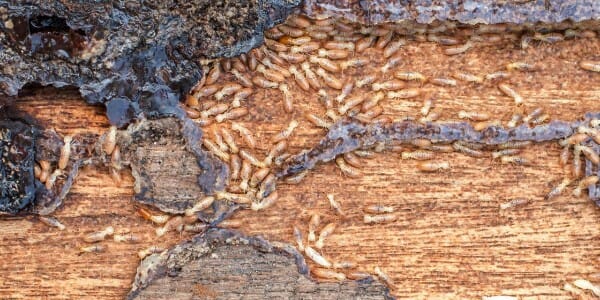 Worker Termites on Wood