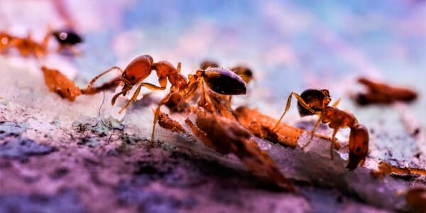 Ants crawling