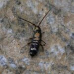 Springtail on counter