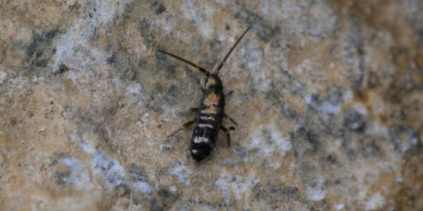 Springtail on counter