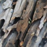 Termite damaged wood