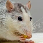 Mouse eating cheese