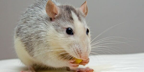 Mouse eating cheese