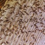 tiny ants crawling on wood