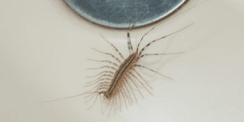 Centipede in Sink