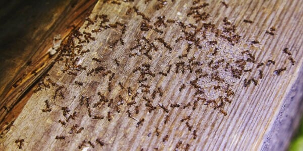 tiny ants crawling on wood