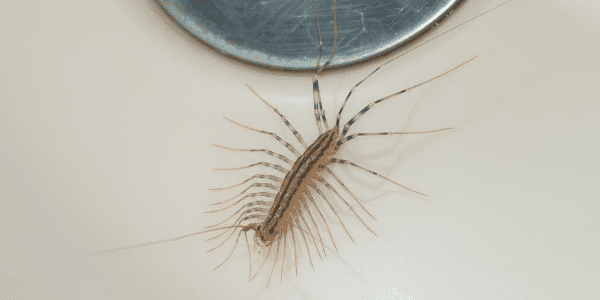 Centipede in Sink