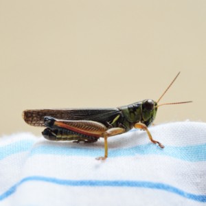 cricket in house on blanket