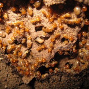 many subterranean termites in next