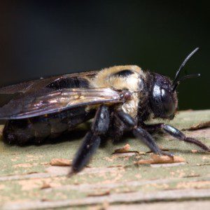 carpenter bee