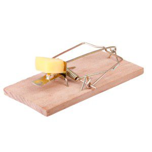 Why You'll Never See Cheese in Our Mouse Traps