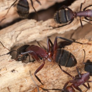 carpenter ant burrowing into piece of wood