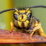 yellow jacket