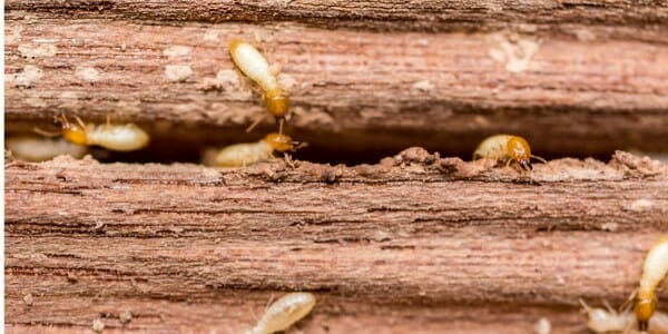 Termites Damage wood