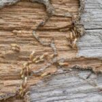 Termites on wood causing damage in Long Island NY