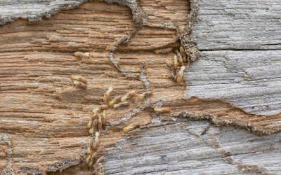 Termites on wood causing damage in Long Island NY