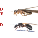 Winged Termite vs Winged Ant