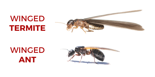 Winged Termite vs Winged Ant